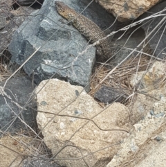 Egernia cunninghami (Cunningham's Skink) at Dunlop, ACT - 19 Oct 2019 by JaneCarter