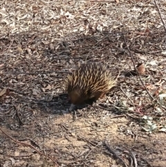 Tachyglossus aculeatus (Short-beaked Echidna) at Nicholls, ACT - 19 Oct 2019 by JaneCarter