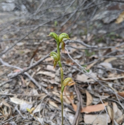 Oligochaetochilus aciculiformis (Needle-point rustyhood) at Tennent, ACT - 19 Oct 2019 by MattM