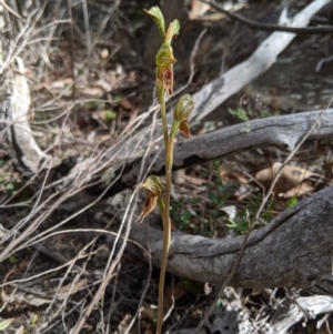 Oligochaetochilus aciculiformis at Tennent, ACT - suppressed