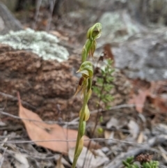 Oligochaetochilus aciculiformis at Tennent, ACT - suppressed