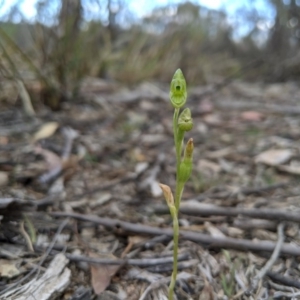 Hymenochilus muticus at Tennent, ACT - suppressed