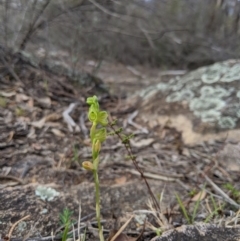 Hymenochilus muticus at Tennent, ACT - suppressed