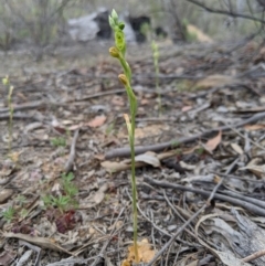 Hymenochilus muticus at Tennent, ACT - suppressed