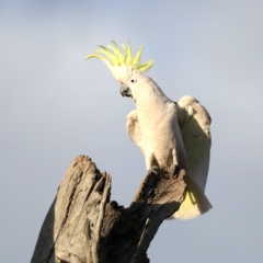 Cacatua galerita (Sulphur-crested Cockatoo) at Ainslie, ACT - 27 Aug 2019 by jbromilow50