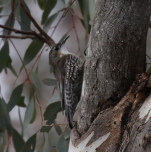 Cormobates leucophaea at Majura, ACT - 27 Aug 2019