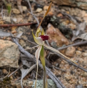 Caladenia parva at Tennent, ACT - 19 Oct 2019