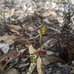 Caladenia parva at Tennent, ACT - 19 Oct 2019