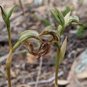 Oligochaetochilus hamatus at Tennent, ACT - suppressed