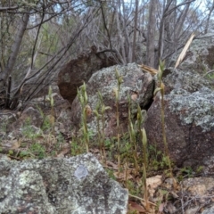 Oligochaetochilus hamatus at Tennent, ACT - suppressed