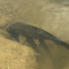 Cyprinus carpio (Common Carp) at Molonglo Gorge - 19 Oct 2019 by Manta