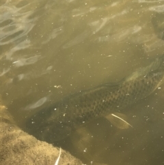 Cyprinus carpio at The Ridgeway, NSW - 19 Oct 2019