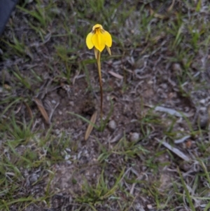 Diuris subalpina at Rendezvous Creek, ACT - suppressed