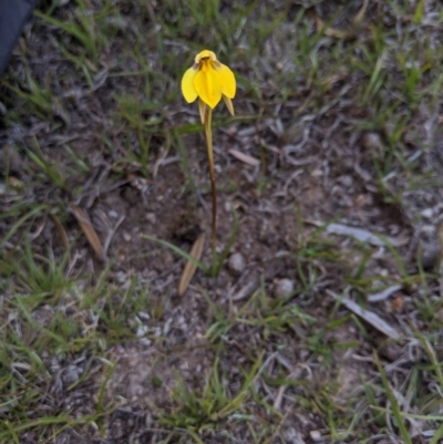 Diuris subalpina (Small Snake Orchid) at Rendezvous Creek, ACT - 19 Oct 2019 by MattM