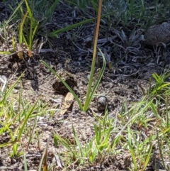 Diuris subalpina at Rendezvous Creek, ACT - 19 Oct 2019