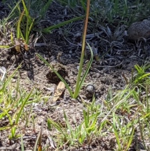 Diuris subalpina at Rendezvous Creek, ACT - suppressed