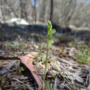 Hymenochilus cycnocephalus at Rendezvous Creek, ACT - 19 Oct 2019