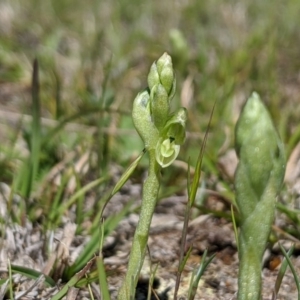 Hymenochilus cycnocephalus at Rendezvous Creek, ACT - suppressed