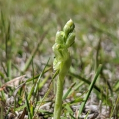 Hymenochilus cycnocephalus at Rendezvous Creek, ACT - suppressed