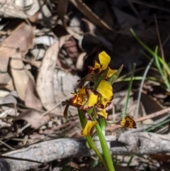 Diuris pardina (Leopard Doubletail) at Rendezvous Creek, ACT - 19 Oct 2019 by MattM