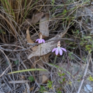 Caladenia carnea at Rendezvous Creek, ACT - suppressed