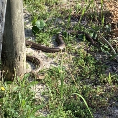 Unidentified Snake at Sunshine Beach Foreshore Reserve - 16 Oct 2019 by Ntnat