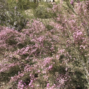 Kunzea parvifolia at Garran, ACT - 19 Oct 2019 10:00 AM