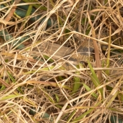 Tiliqua scincoides scincoides (Eastern Blue-tongue) at Mount Jerrabomberra QP - 12 Oct 2019 by TmacPictures