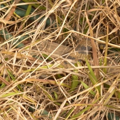 Tiliqua scincoides scincoides (Eastern Blue-tongue) at Karabar, NSW - 12 Oct 2019 by TmacPictures