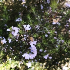 Apis mellifera at Garran, ACT - 19 Oct 2019 10:00 AM