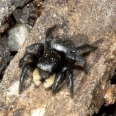 Salticidae sp. 'Golden palps' (Unidentified jumping spider) at Acton, ACT - 18 Oct 2019 by JudithRoach