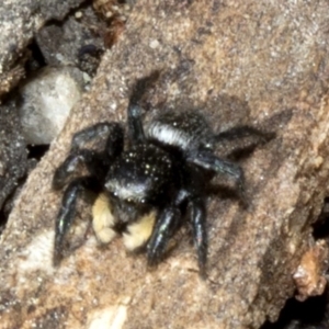 Salticidae sp. 'Golden palps' at Acton, ACT - 19 Oct 2019