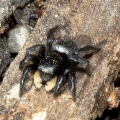 Salticidae sp. 'Golden palps' (Unidentified jumping spider) at Acton, ACT - 18 Oct 2019 by JudithRoach