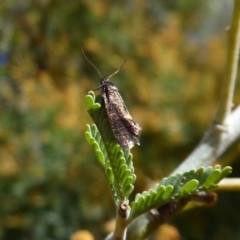 Leistomorpha brontoscopa (A concealer moth) at Booth, ACT - 18 Oct 2019 by Christine