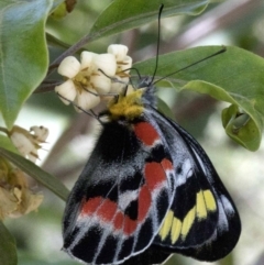 Delias harpalyce (Imperial Jezebel) at Hackett, ACT - 18 Oct 2019 by JudithRoach