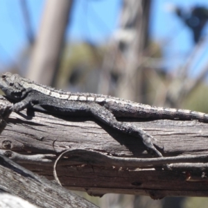 Amphibolurus muricatus at Booth, ACT - 18 Oct 2019 12:35 PM