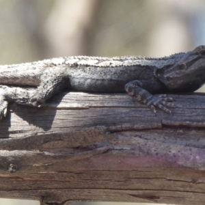 Amphibolurus muricatus at Booth, ACT - 18 Oct 2019 12:35 PM