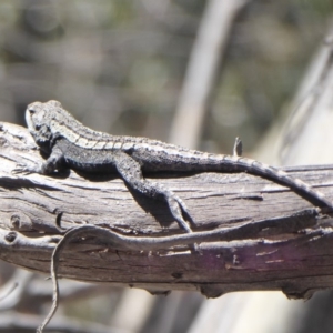 Amphibolurus muricatus at Booth, ACT - 18 Oct 2019 12:35 PM