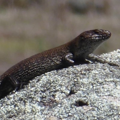 Egernia cunninghami (Cunningham's Skink) at Booth, ACT - 18 Oct 2019 by Christine