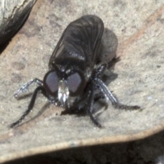 Bromotheres australis (A robber fly) at Acton, ACT - 19 Oct 2019 by JudithRoach