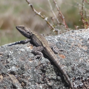Amphibolurus muricatus at Booth, ACT - 18 Oct 2019 12:23 PM