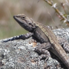 Amphibolurus muricatus at Booth, ACT - 18 Oct 2019 12:23 PM