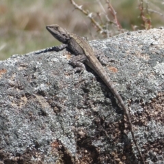 Amphibolurus muricatus at Booth, ACT - 18 Oct 2019 12:23 PM