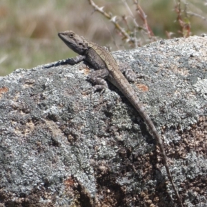 Amphibolurus muricatus at Booth, ACT - 18 Oct 2019