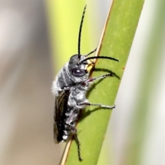 Crabronidae (family) (Sand wasp) at Broulee, NSW - 31 Aug 2019 by jb2602