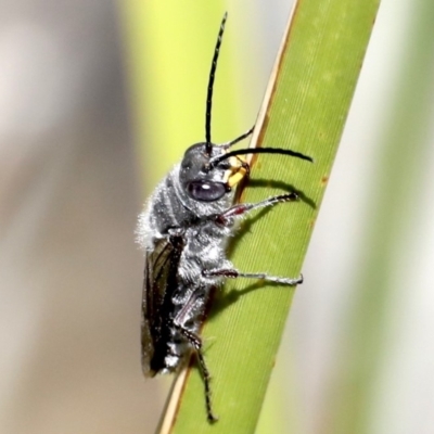 Crabronidae (family) (Sand wasp) at Broulee, NSW - 31 Aug 2019 by jb2602