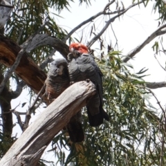 Callocephalon fimbriatum (Gang-gang Cockatoo) at Hughes, ACT - 19 Oct 2019 by JackyF