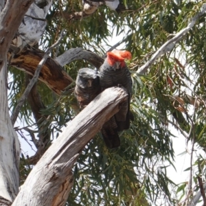 Callocephalon fimbriatum at Hughes, ACT - suppressed