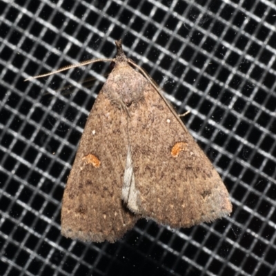 Rhapsa eretmophora (Rounded Rhapsa) at Rosedale, NSW - 31 Aug 2019 by jbromilow50