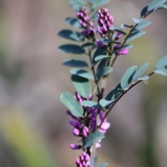 Indigofera australis subsp. australis (Australian Indigo) at Mongarlowe, NSW - 19 Oct 2019 by LisaH